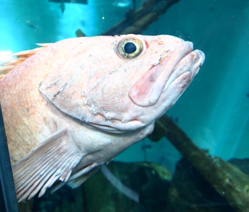 Pursue a Child’s Natural Curiosity