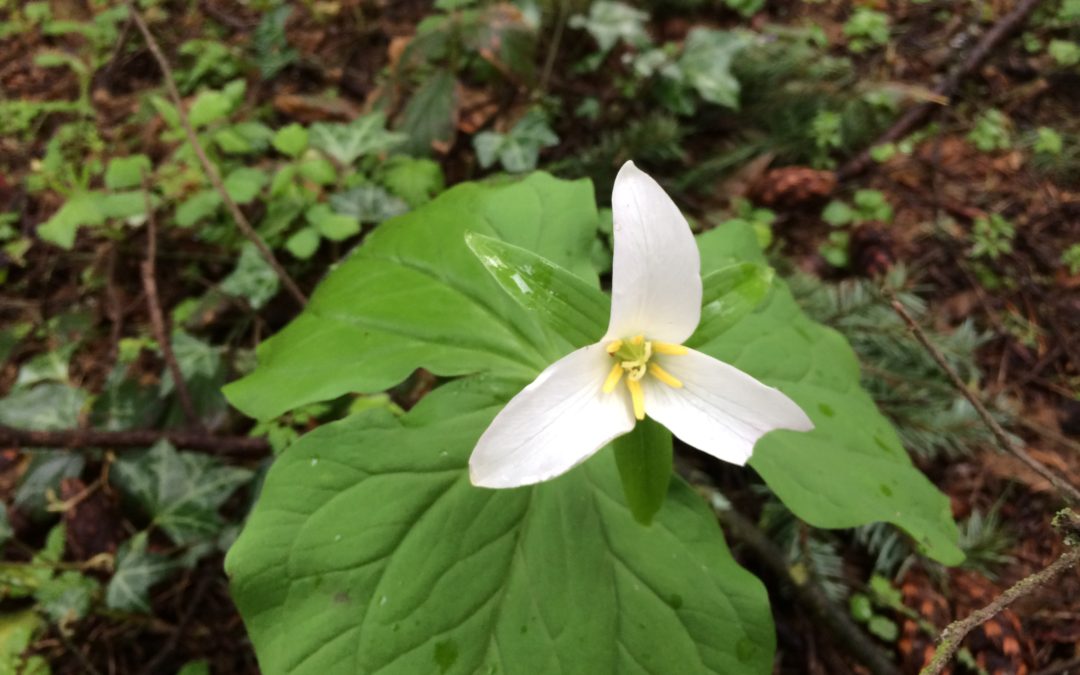 Bloom Where You Are Planted